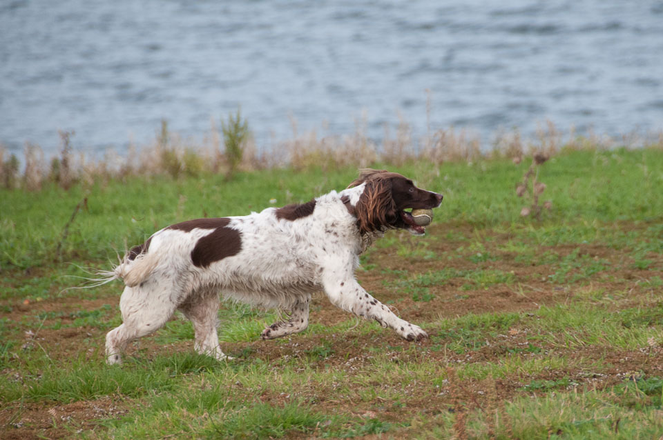 20111115Roadford-Spaniels0013.jpg