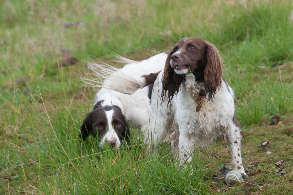 20111115Roadford-Spaniels0017.jpg