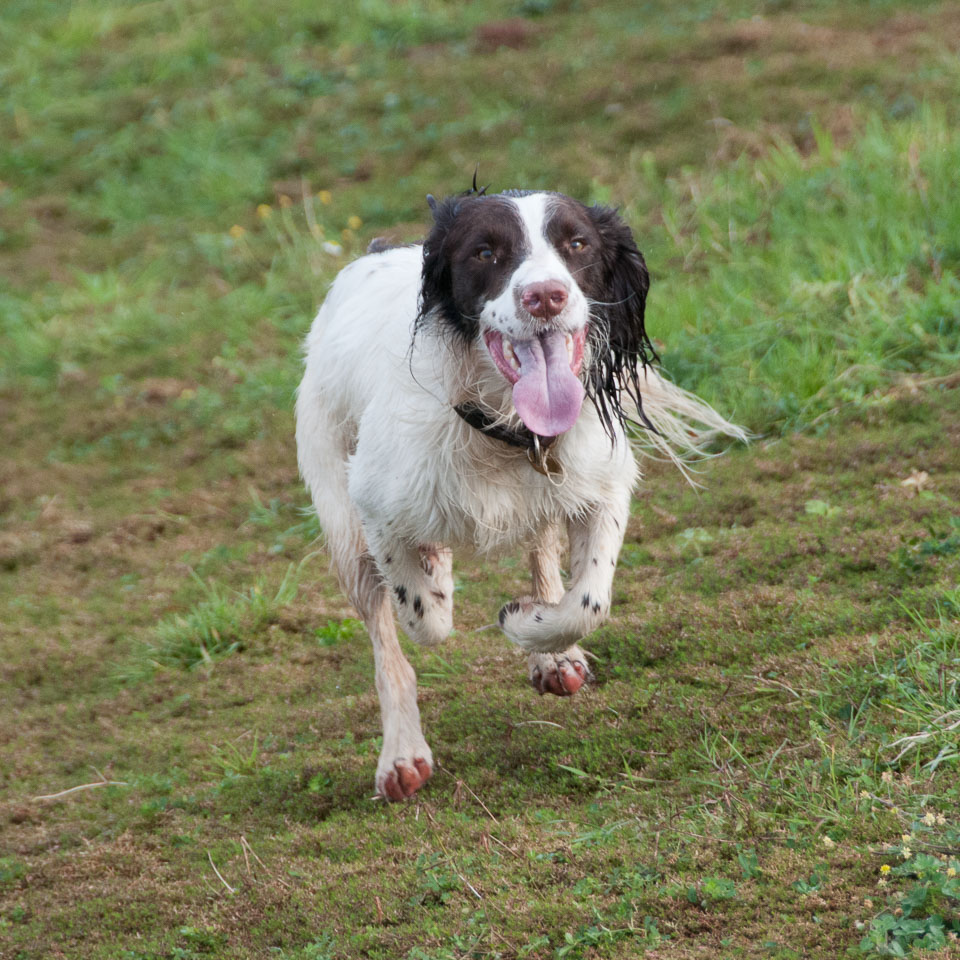 20111115Roadford-Spaniels0023.jpg