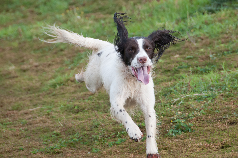 20111115Roadford-Spaniels0024.jpg