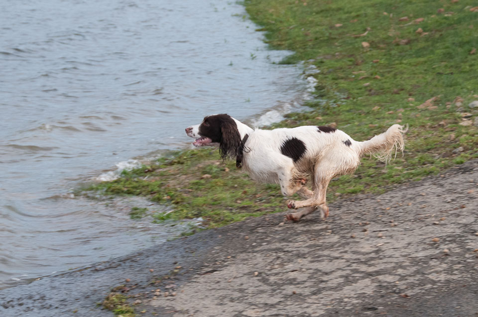 20111115Roadford-Spaniels0025.jpg