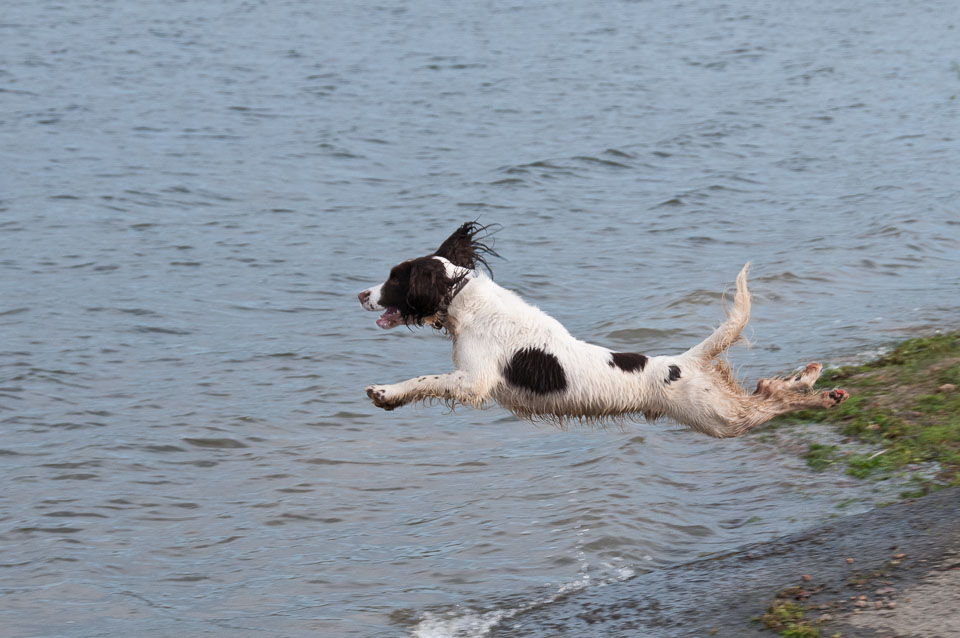 20111115Roadford-Spaniels0026.jpg