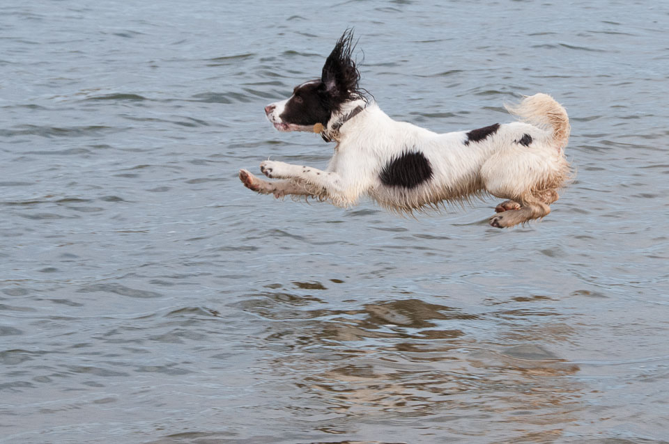 20111115Roadford-Spaniels0027.jpg