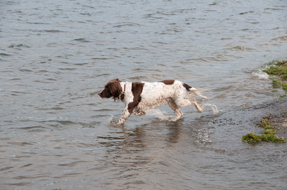 20111115Roadford-Spaniels0029.jpg