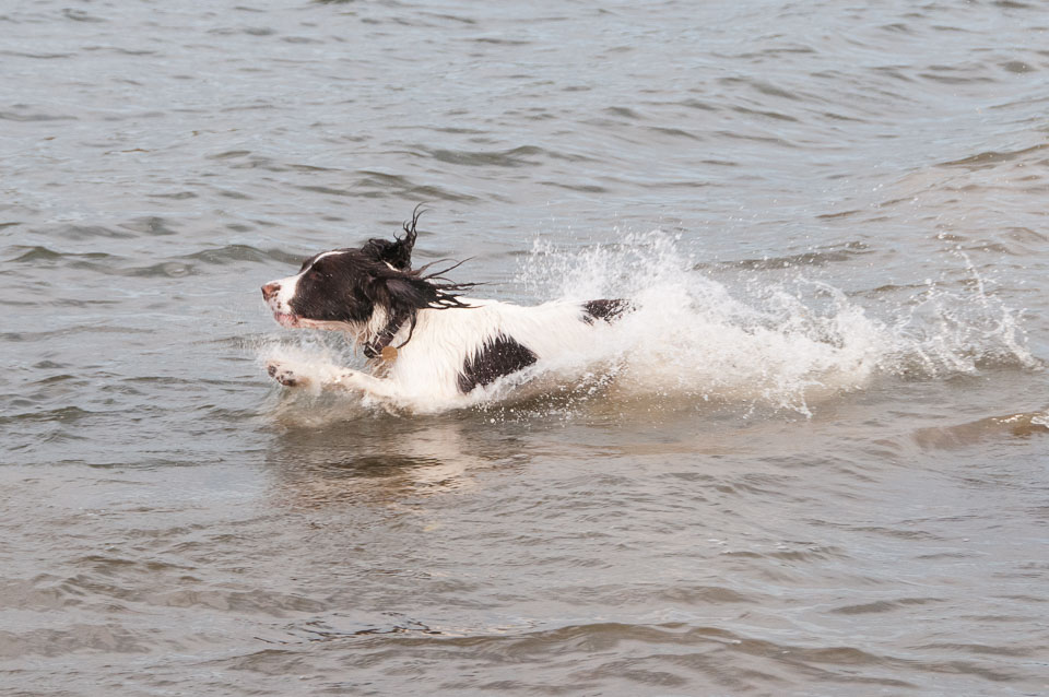 20111115Roadford-Spaniels0030.jpg