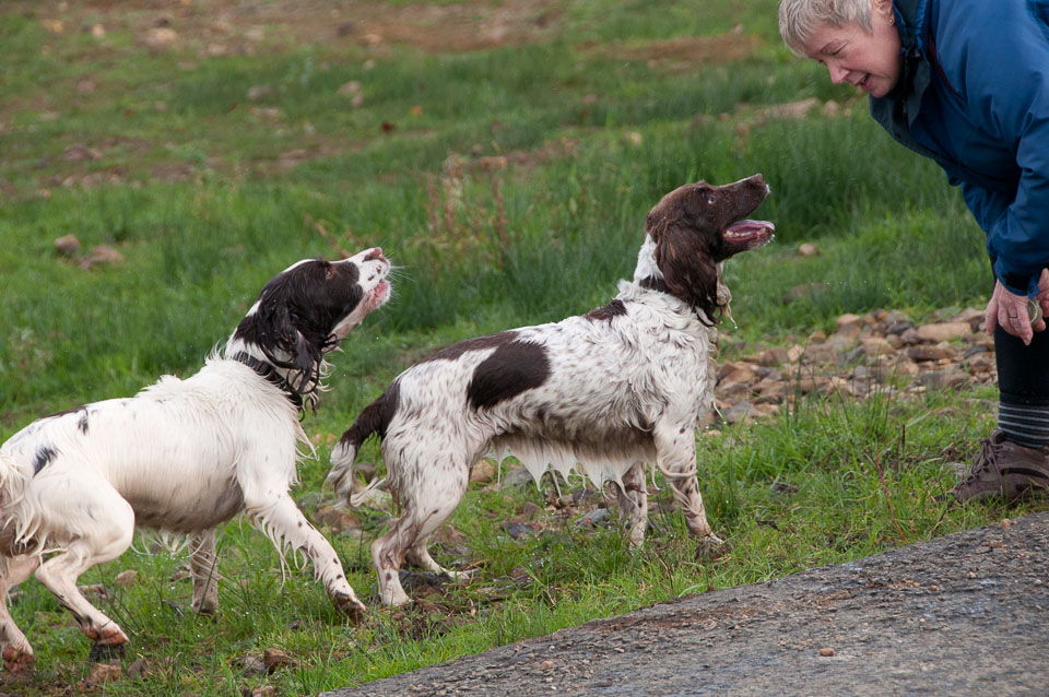 20111115Roadford-Spaniels0033.jpg