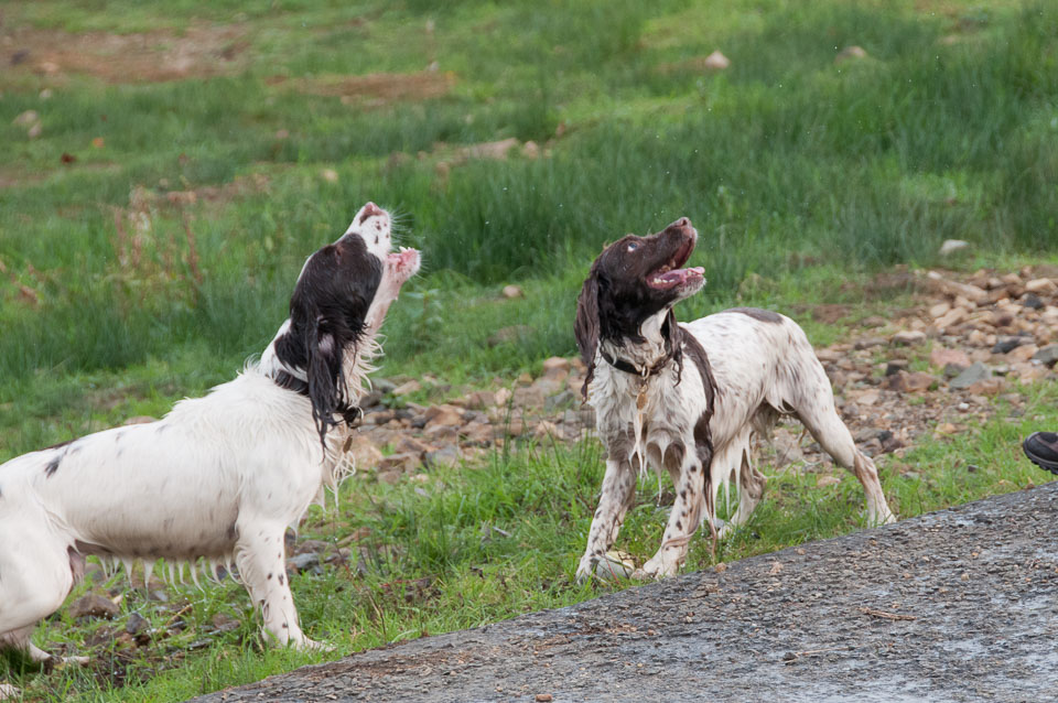 20111115Roadford-Spaniels0039.jpg