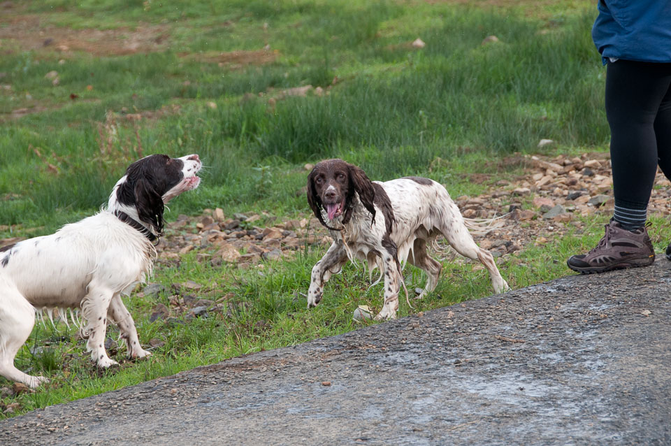 20111115Roadford-Spaniels0041.jpg