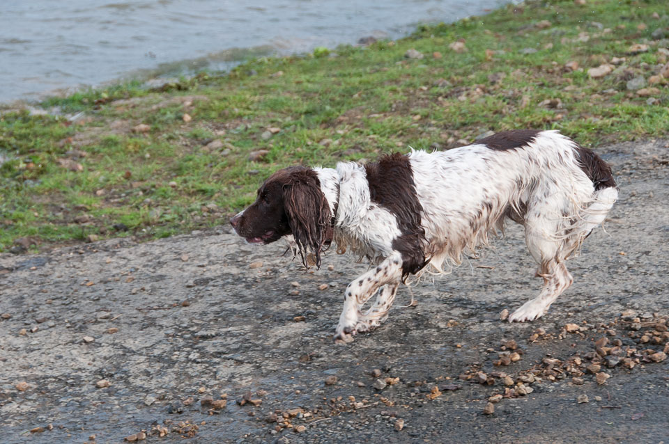 20111115Roadford-Spaniels0047.jpg