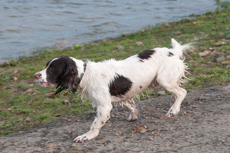 20111115Roadford-Spaniels0048.jpg