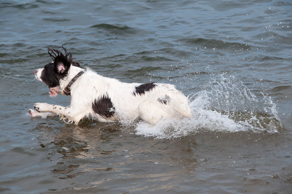 20111115Roadford-Spaniels0054.jpg