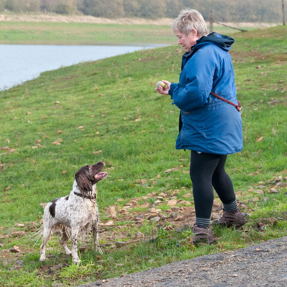 20111115Roadford-Spaniels0058.jpg