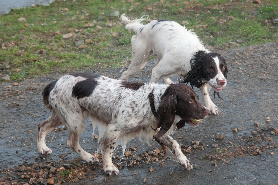 20111115Roadford-Spaniels0074.jpg