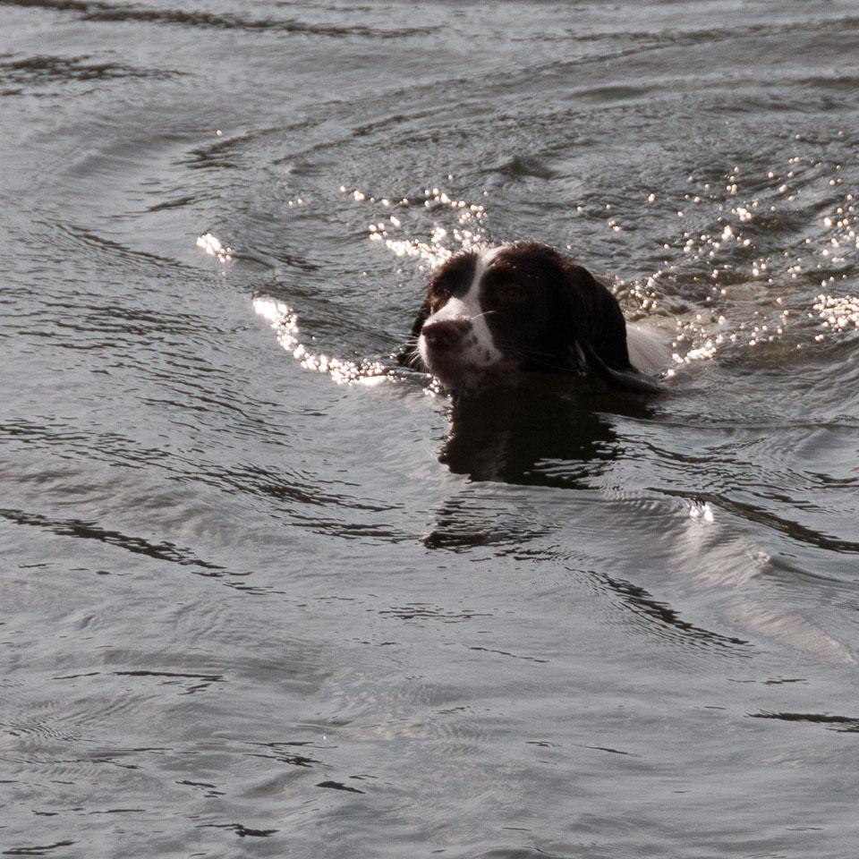 20111115Roadford-Spaniels0083.jpg