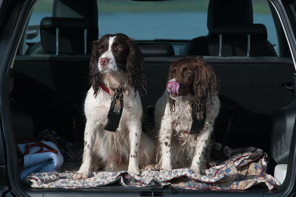 20111115Roadford-Spaniels0095.jpg