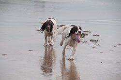 20111111Bude-Spaniels0008.jpg