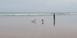 20111111Bude-Spaniels0009.jpg