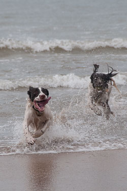 20111111Bude-Spaniels0021.jpg