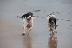 20111111Bude-Spaniels0023.jpg