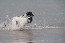 20111111Bude-Spaniels0024.jpg