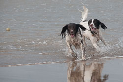 Spaniels in Devon, November 2011 Spaniels in Devon, November 2011