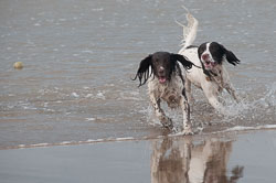 20111111Bude-Spaniels0026.jpg