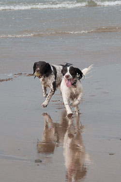 20111111Bude-Spaniels0029.jpg