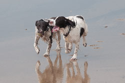 Spaniels in Devon, November 2011