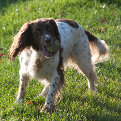 20111112Roadford-Spaniels0001.jpg