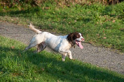 20111112Roadford-Spaniels0005.jpg