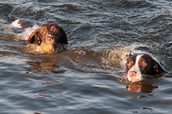 20111112Roadford-Spaniels0017.jpg