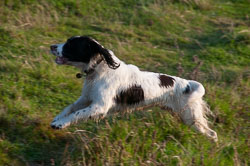 20111112Roadford-Spaniels0031.jpg