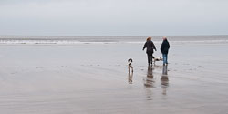 20111114WestwardHo-Spaniels0002.jpg