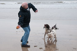20111114WestwardHo-Spaniels0004.jpg