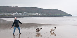 20111114WestwardHo-Spaniels0005.jpg
