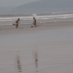 20111114WestwardHo-Spaniels0008.jpg