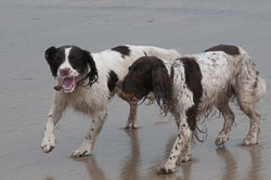 20111114WestwardHo-Spaniels0011.jpg