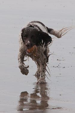 20111114WestwardHo-Spaniels0016.jpg
