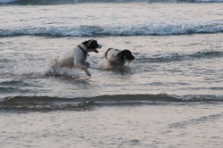 20111114WestwardHo-Spaniels0034.jpg