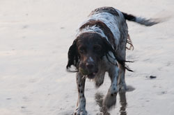 20111114WestwardHo-Spaniels0046.jpg