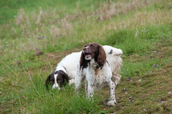 20111115Roadford-Spaniels0016.jpg