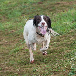 20111115Roadford-Spaniels0023.jpg