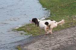 20111115Roadford-Spaniels0025.jpg