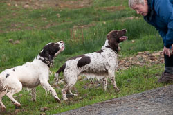 20111115Roadford-Spaniels0033.jpg