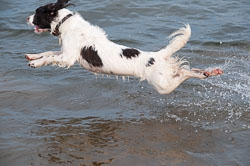 20111115Roadford-Spaniels0053.jpg