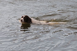 20111115Roadford-Spaniels0082.jpg