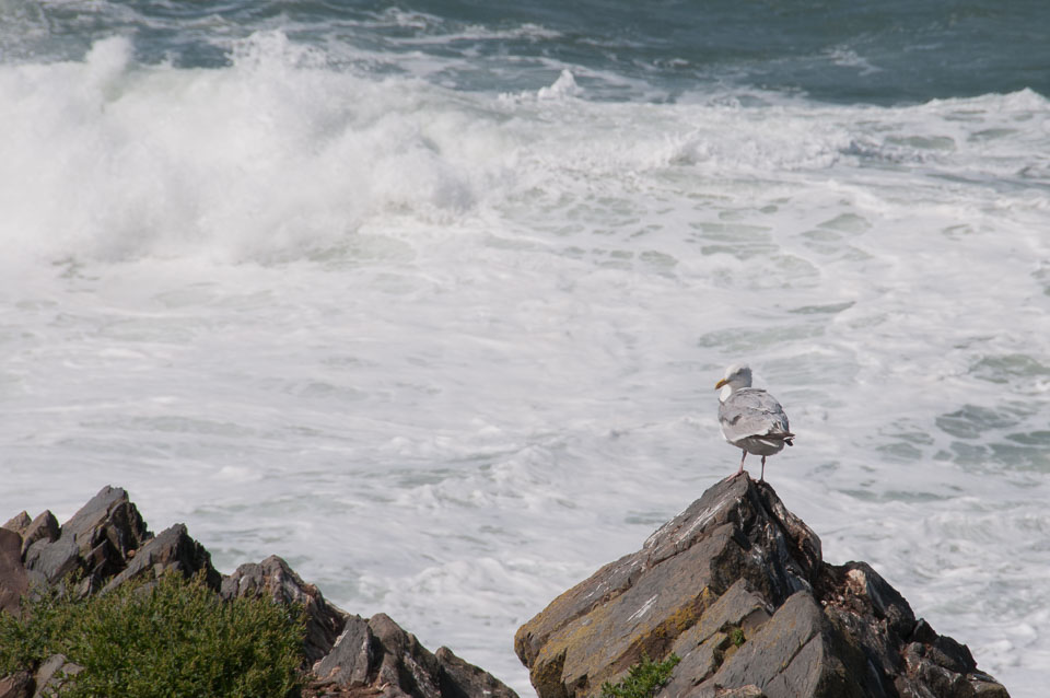 20130818Hartland-Quay0025.jpg