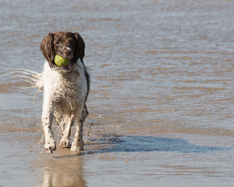 20140315SpanielsinDevon0012.jpg