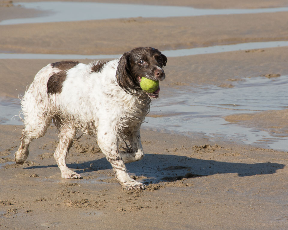 20140315SpanielsinDevon0016.jpg