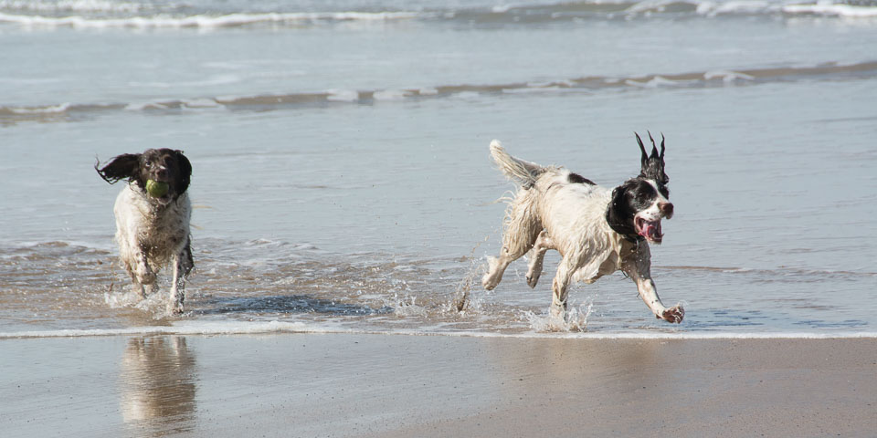 20140315SpanielsinDevon0017.jpg